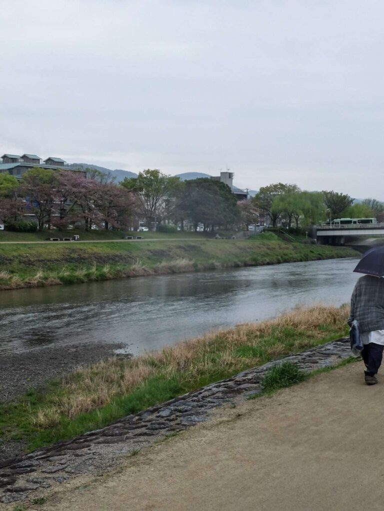 Wide shot of a person with an umbrella walks along the kamo river in kyoto, japan